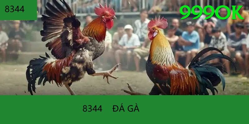 Đá Gà Trực Tiếp - 999ok - Pre-register